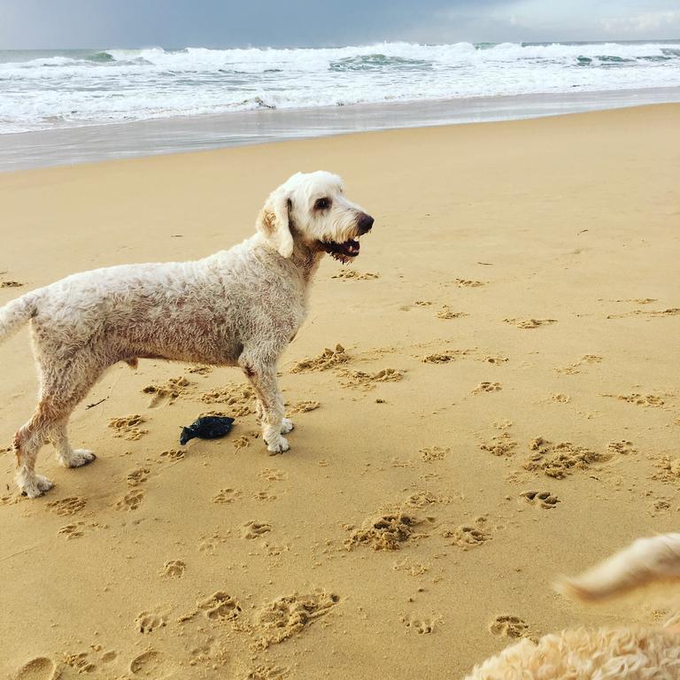 Saltwater Villas - Pet Friendly Accommodation Mooloolaba Exterior photo